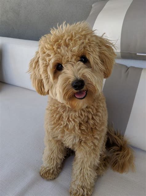 Which is better Cavapoo or Bordoodle or Schnoodle Compare Cavoodle and Borderpoos and Schnoodle. . Schnoodle grooming